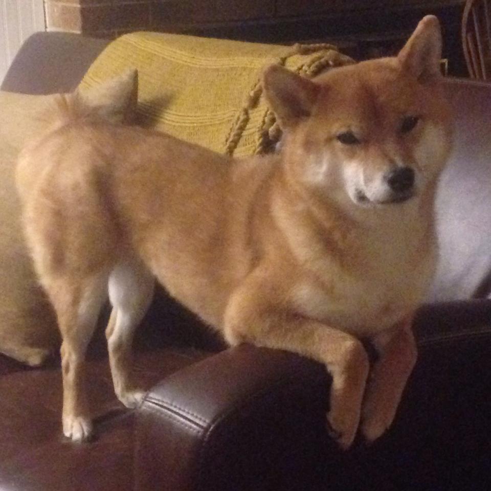 热浪与冷锋，当血性碰撞神话，唯一性如何被铸造