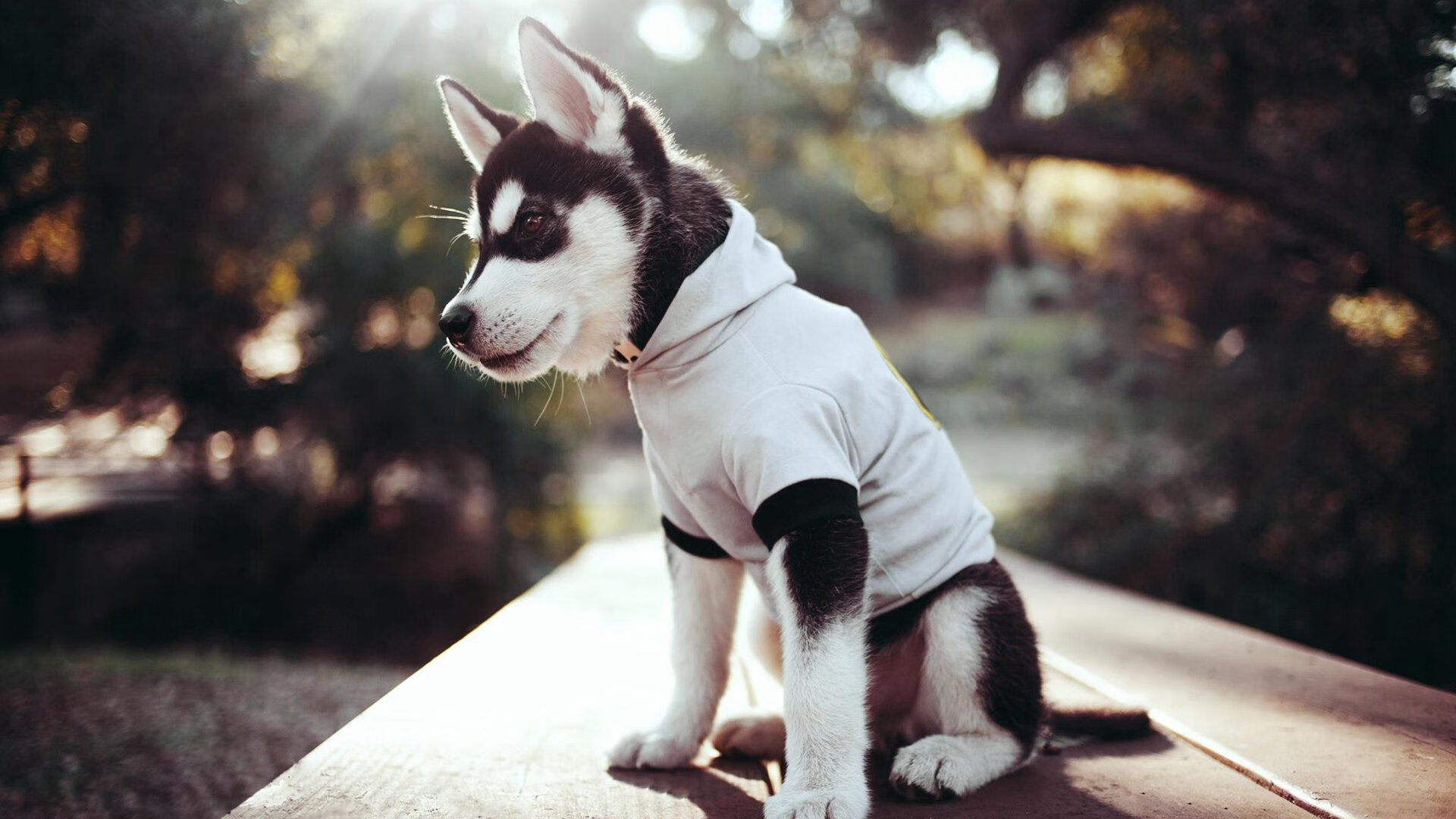 命运号角在冰与血中奏响,武切维奇的一秒,与拜仁慕尼黑王朝的黄昏