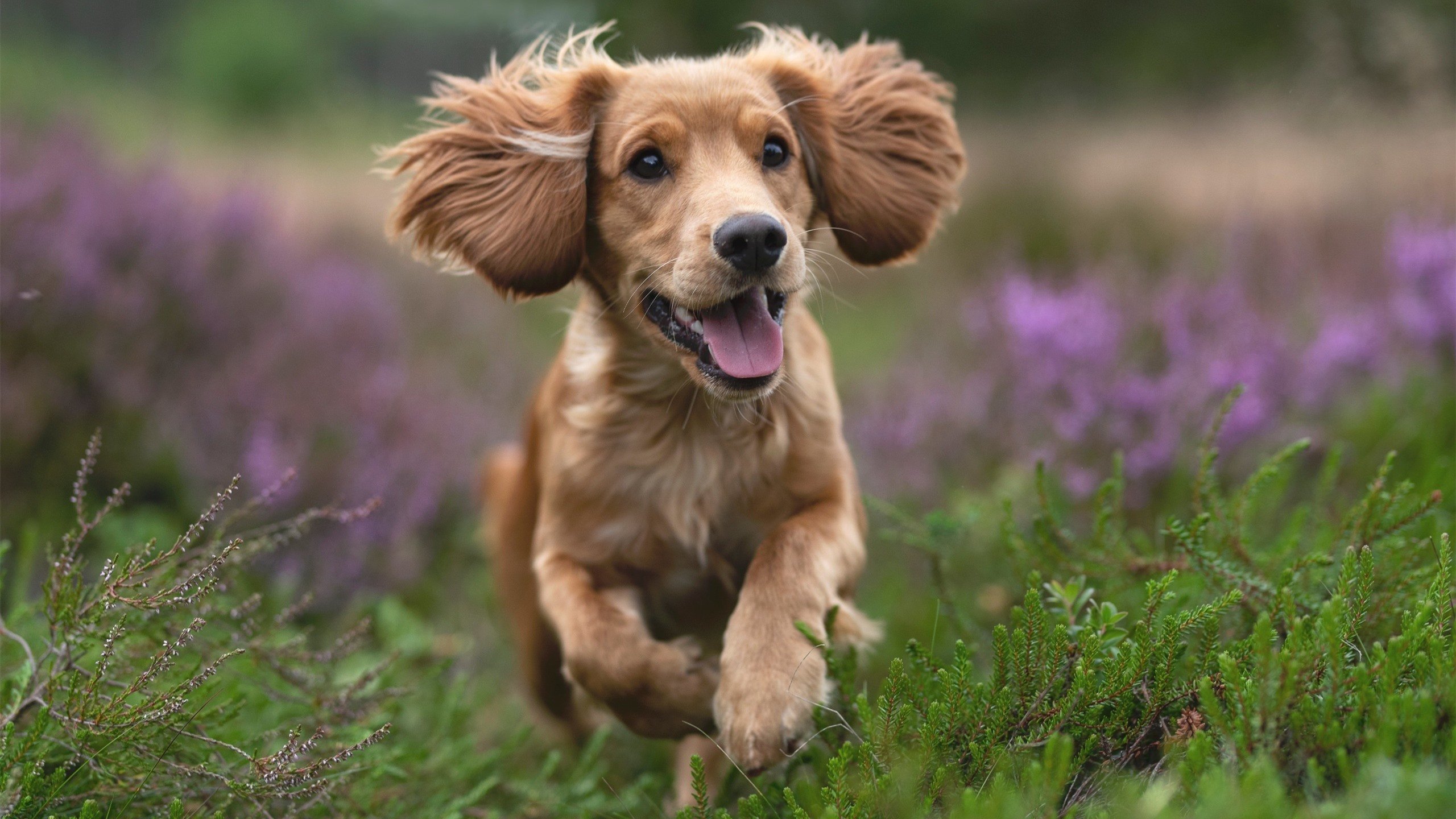 非洲力量与欧冠基因，当几内亚旋风席卷德甲，巴西铁腰主宰亚平宁