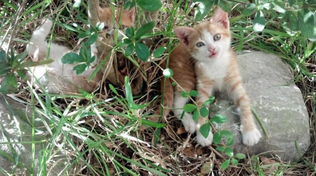 双重速率的交叠，当F1引擎在巴林咆哮，加克波在安菲尔德点亮生涯之夜