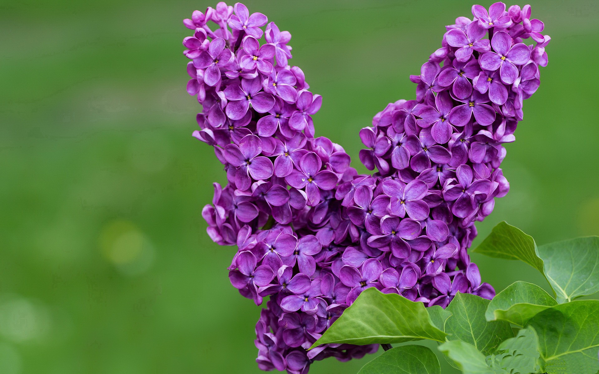 奇迹的夜，魔术猎篮网，拉文终场三分定江山