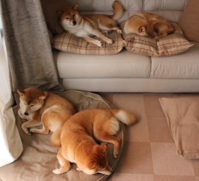 东北虎啸珠江岸！吉林队客场带走十一冠王，切特成巨人杀手