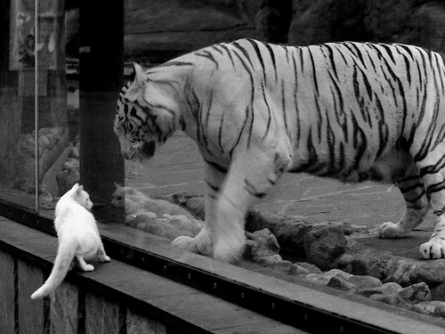 雷火电竞简介-烈焰意志，布雷默与奥地利队金字塔下的生死救赎
