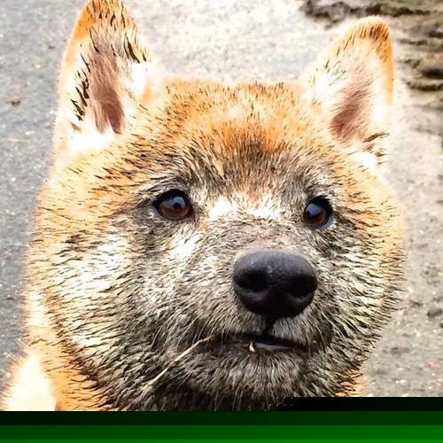 当CBA的太阳遭遇NBA的关键先生,篮球世界的火力共振