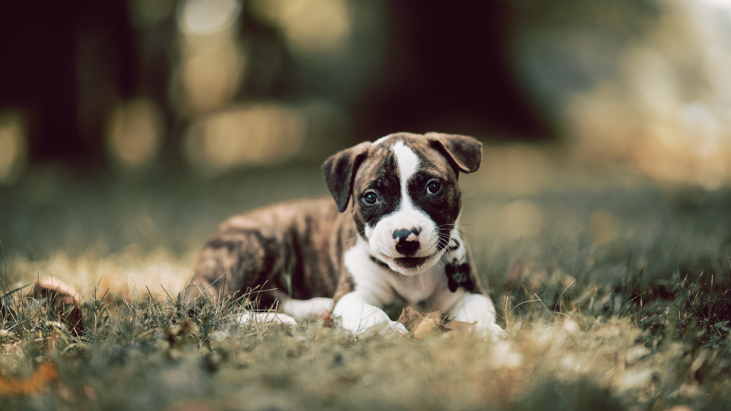 从红牛基因到世界之巅，贝林厄姆如何在德意志铁砧上锤炼出世界杯主宰力