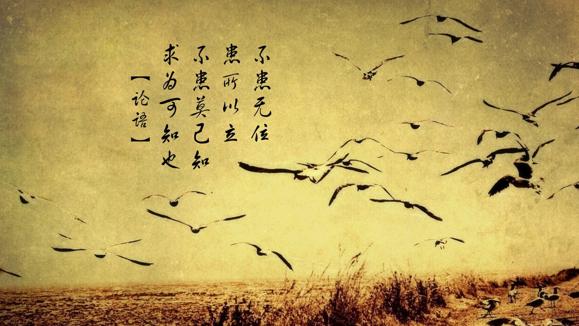 完美降临上海滩，杰伦格林魔法之夜，尼克斯击溃深圳队奏响强者之音