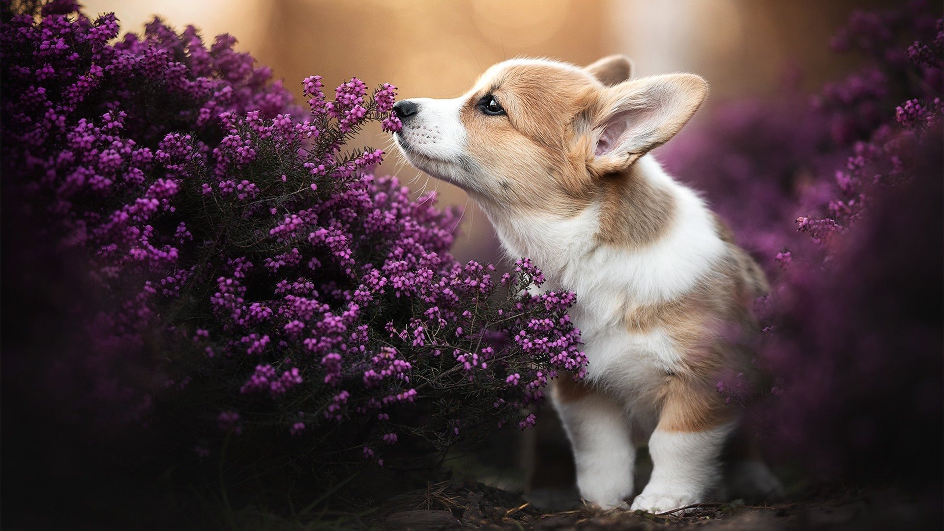 大数据输了，日本赢了，阿坎吉的完美数据为何败给了五换人战术？