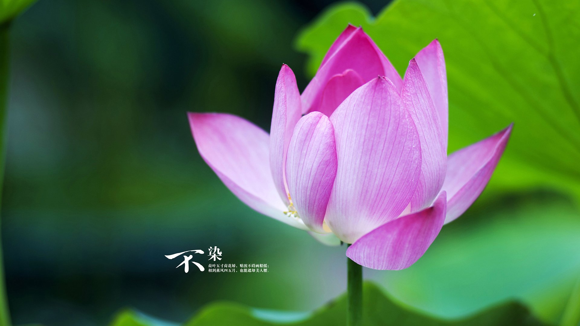 一瞬改写历史，当布鲁诺将时间与喧嚣一同终结