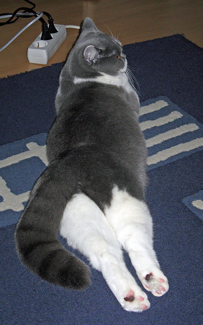 雷火电竞入驻-当橄榄球遇见足球战术板，基米希如何用一场唯一性的绝杀，定义新西兰末节风暴