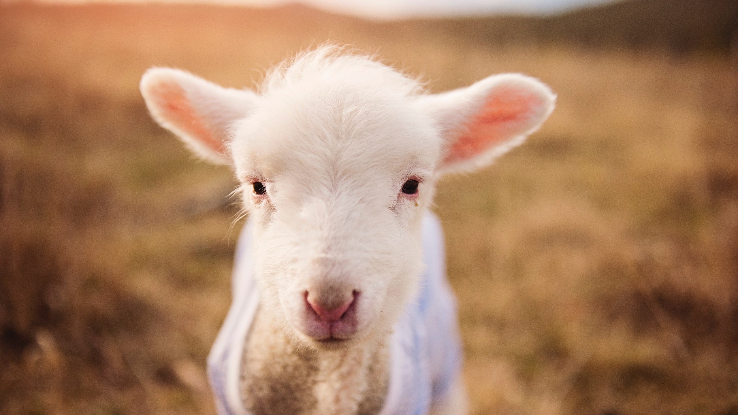 选择（扩展思维）