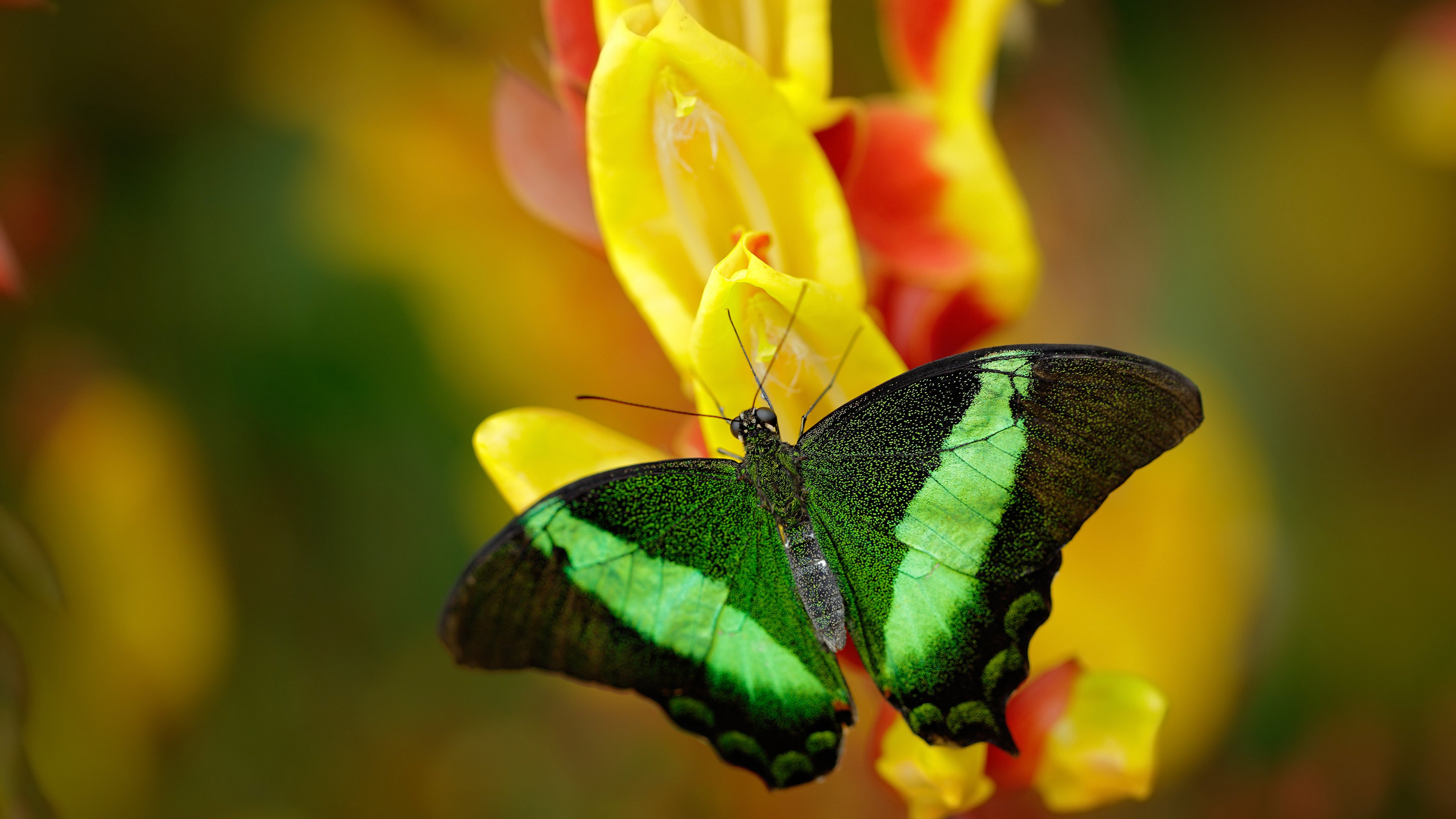 雷火电竞简介-独行侠的孤勇时刻，当一抹绿光刺破浙东的夜，霍勒迪书写独一无二的最后一舞