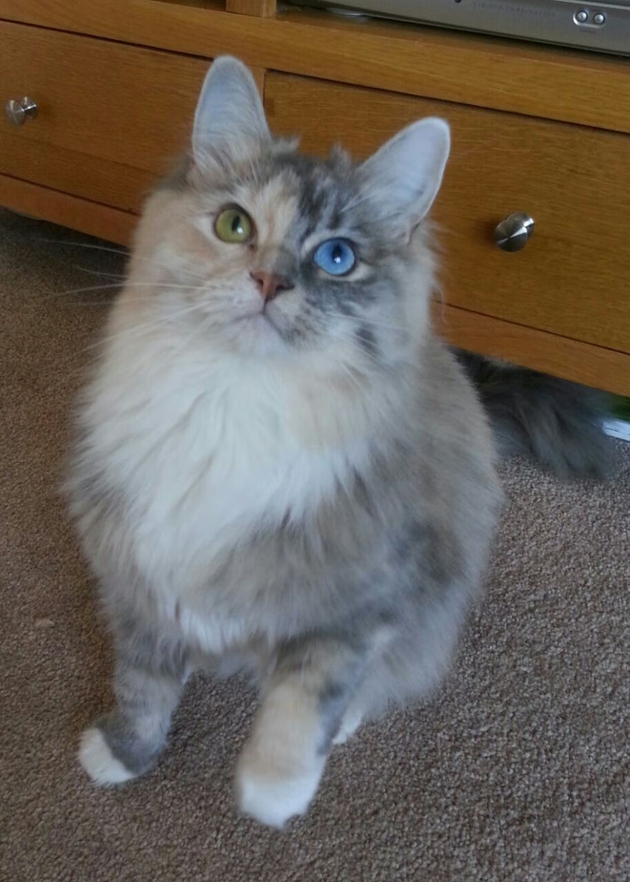 技术性击倒，当曼城的系统化霸权，遭遇马丁内利的速度与直觉