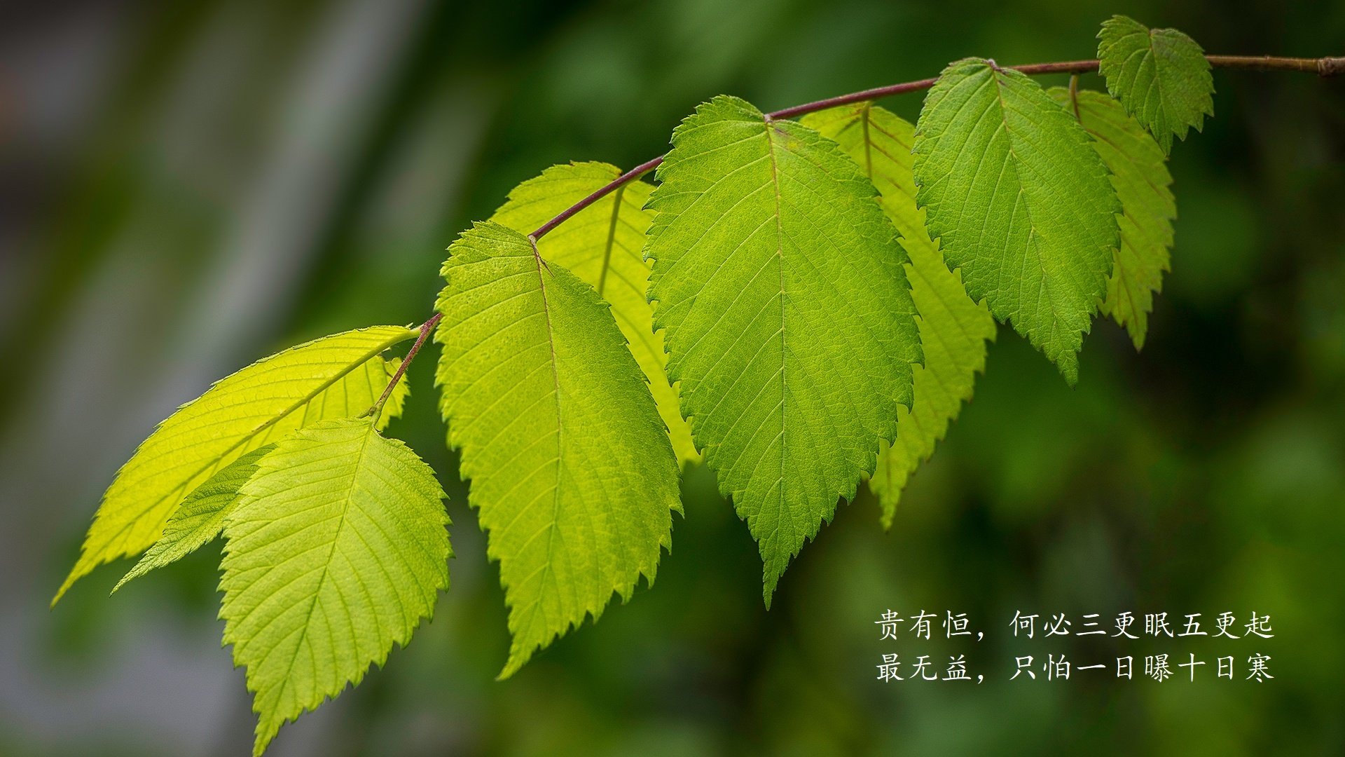命运之踵,2026世界杯焦点战,巴西绝杀意大利,卢卡库悲情主导的史诗之夜